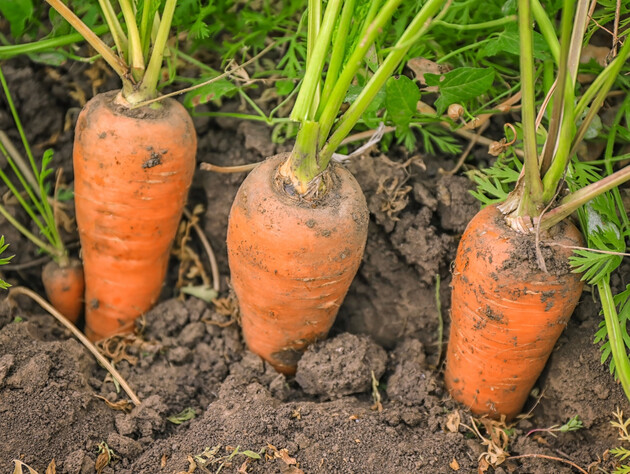 Как правильно выкапывать морковь, чтобы она хорошо хранилась. Советы огородников