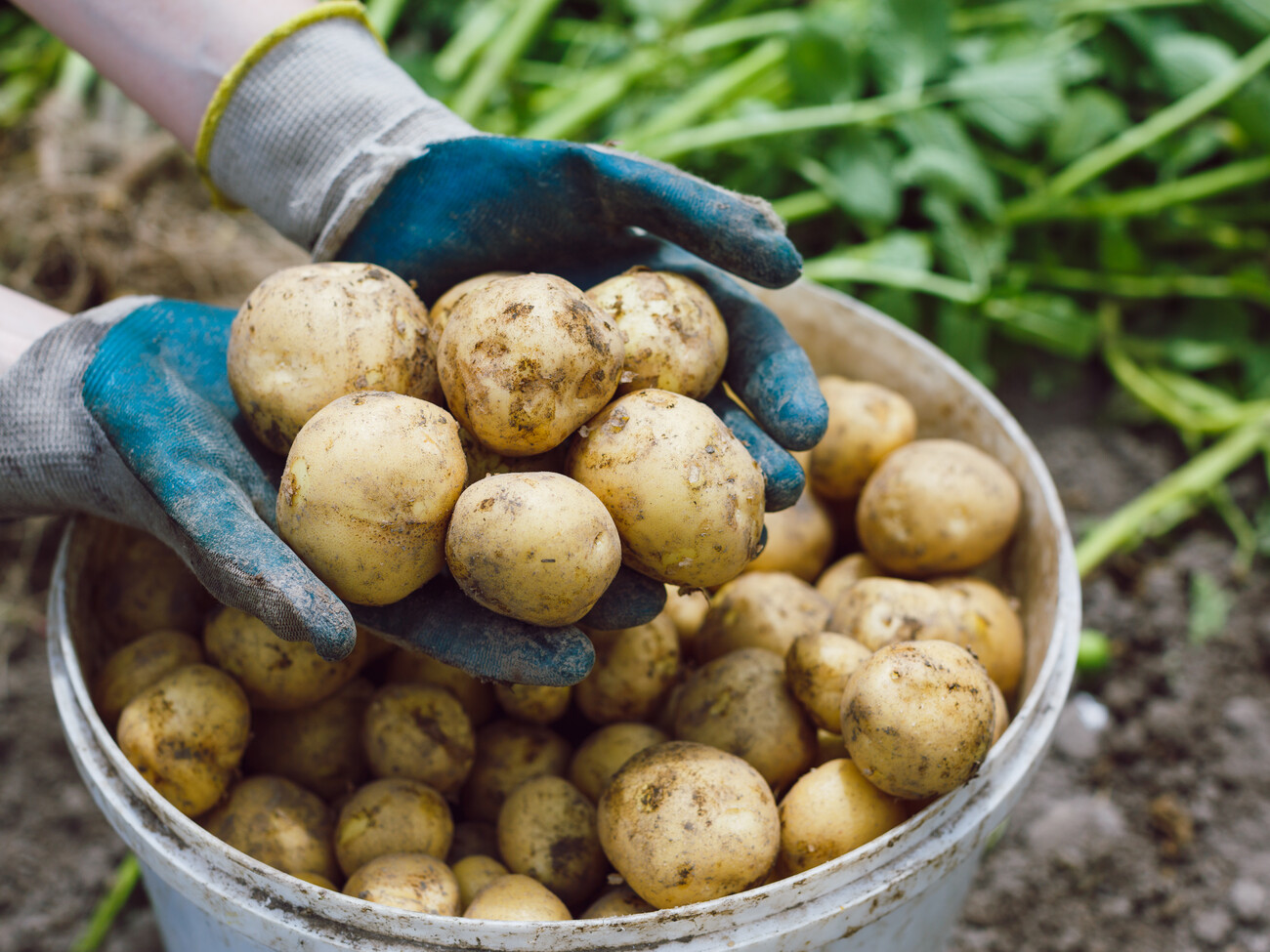 Картофель: необычные способы выращивания