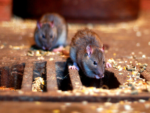 Знадобиться негашене вапно й родентициди. Експерти розповіли, як восени підготувати приміщення до зберігання врожаю