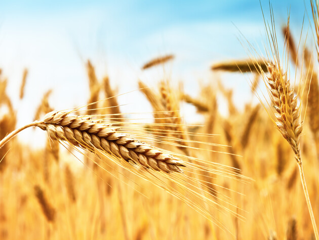 В Україні зібрали вже втричі більше пшениці, ніж необхідно для внутрішніх потреб – дані Шмигаля