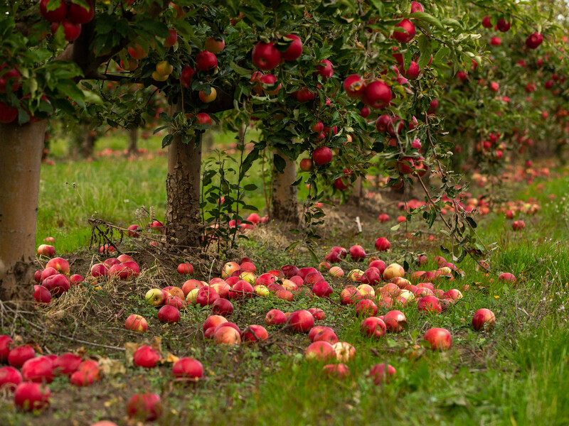 Сделайте это в сентябре – и яблони легко перенесут морозы. Эксперты рассказали, как в начале осени подготовить плодовые к зиме
