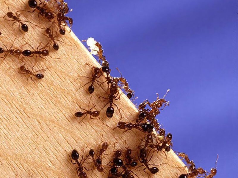 Один из самых агрессивных видов муравьев в мире был впервые обнаружен в Европе