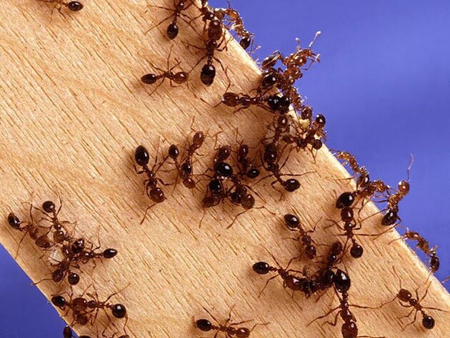 Один із найагресивніших видів мурах у світі вперше виявили в Європі