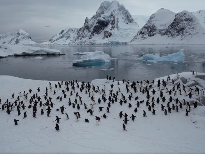 К станции "Академик Вернадский" в Антарктиде вернулись пингвины. Видео