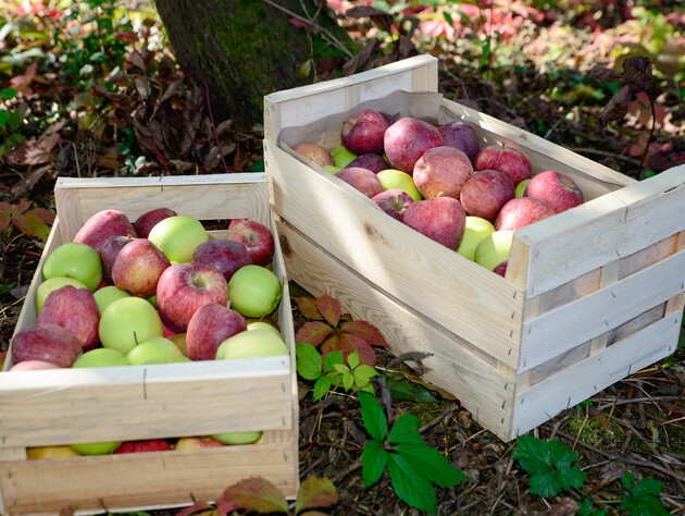 Постеліть це в коробки – і яблука залишаться свіжими та смачними протягом усієї зими. Експерти розповіли, як зберегти врожай