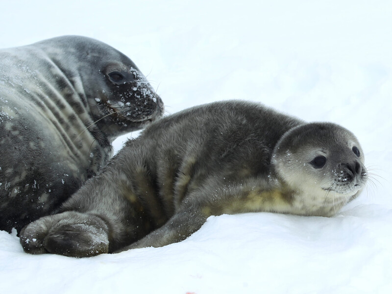 Біля станції "Академік Вернадський" народилося перше цього року тюленя