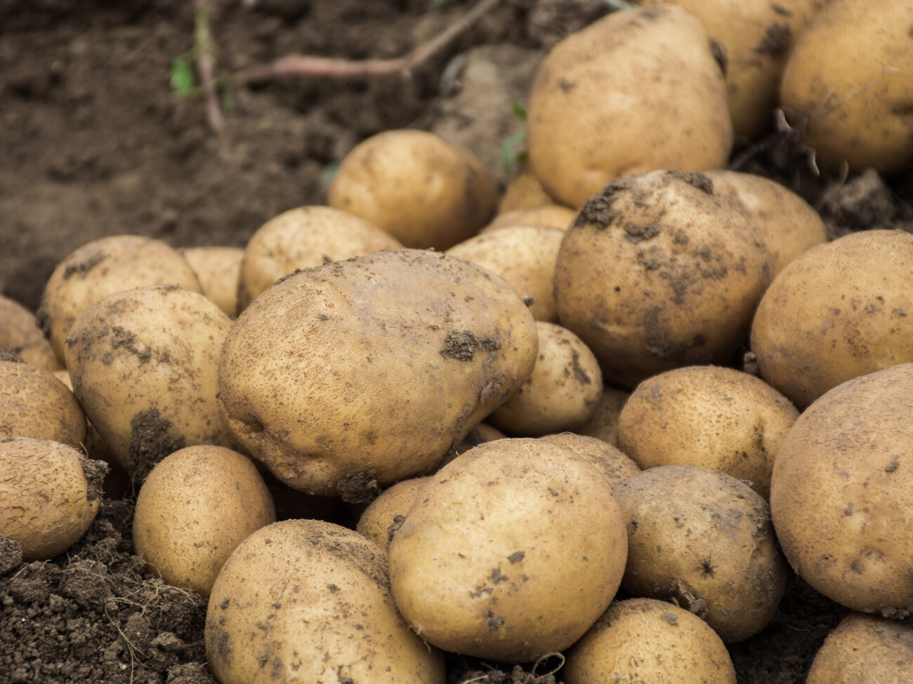 Как садить картофель на зиму, чтобы собрать ранний и щедрый урожай. Советыэкспертов