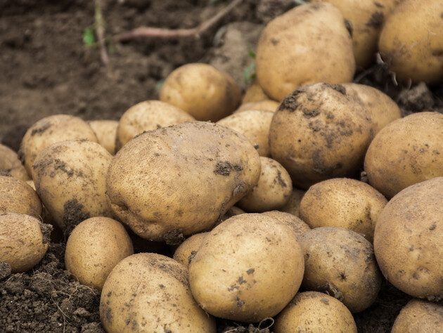 Как посадить картофель на зиму, чтобы собрать ранний и щедрый урожай. Советы экспертов