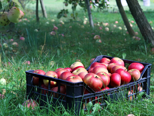 Постеліть це на дно – і яблука залишаться свіжими та смачними протягом усієї зими. Експерти розповіли, як зберегти врожай
