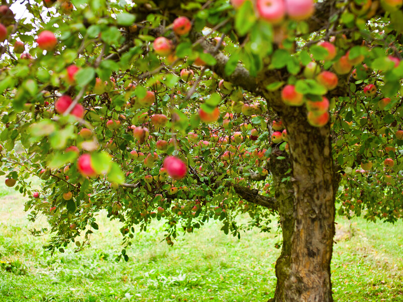 Подбайте про це восени – і наступного сезону сад віддячить. Експертка розповіла, як захистити яблуні на зиму від шкідників