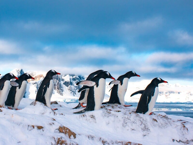 Украинские полярники показали новых пингвинов, которые прибыли на станцию гнездиться. Фото