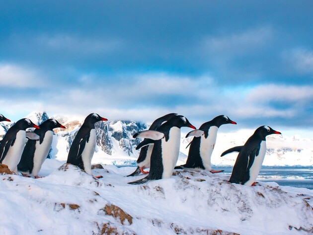 Украинские полярники показали новых пингвинов, которые прибыли на станцию гнездиться. Фото