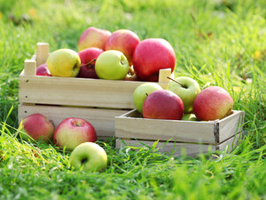 Только так собирайте урожай – и плоды будут свежие всю зиму. Эксперты рассказали, как срывать яблоки, чтобы они не погнили зимой