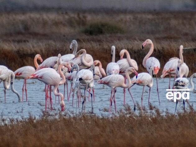 Под Одессой стая фламинго вывела почти 200 птенцов. Они перелетели туда из оккупированной Херсонской области 