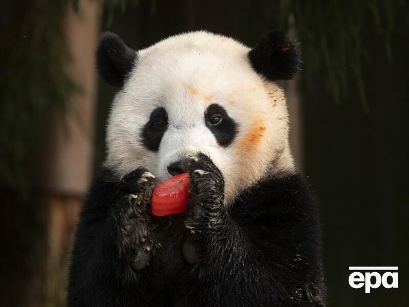 "Дипломатія панд": у 2023–2024 роках Китай забере всіх своїх панд із зоопарків США