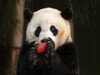 Китай забирає своїх панд із зоопарків США – Bloomberg