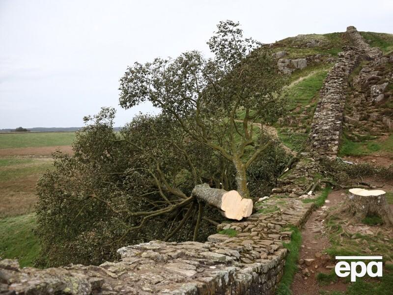 На севере Англии спилили знаменитое "дерево Робин Гуда". Полиция подозревает 16-летнего подростка