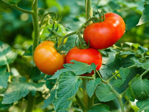 Посадите в октябре озимые помидоры. Эксперты рассказали главные правила посева, чтобы весной все взошло 
