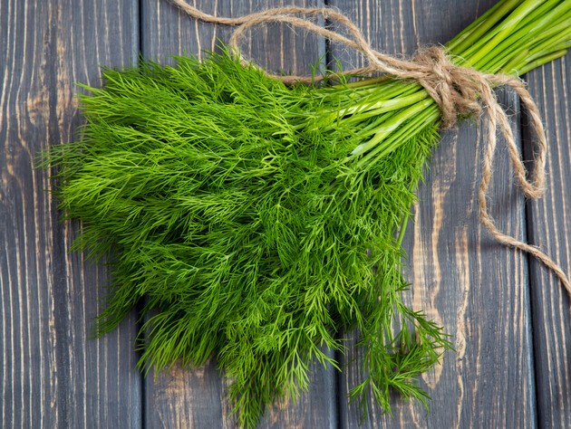 Посадіть у цьому місці під зиму кріп – і напровесні будете зі свіжою зеленню. Експерти розповіли головні правила посіву