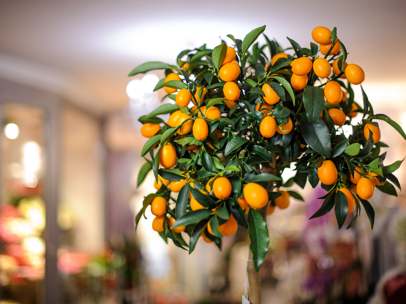 Искусственные мандариновые деревья – часть экзотики в вашем интерьере | Treez Collection