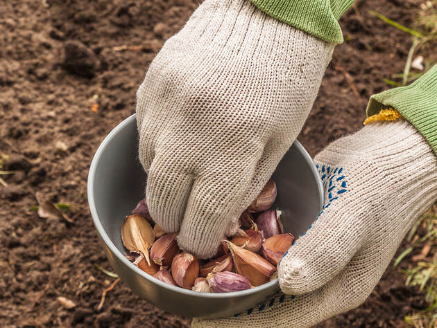Виберіть для висаджування лише ці зубчики – і зберете щедрий урожай часнику. Городниця розповіла, як відрізнити жіноче насіння від чоловічого