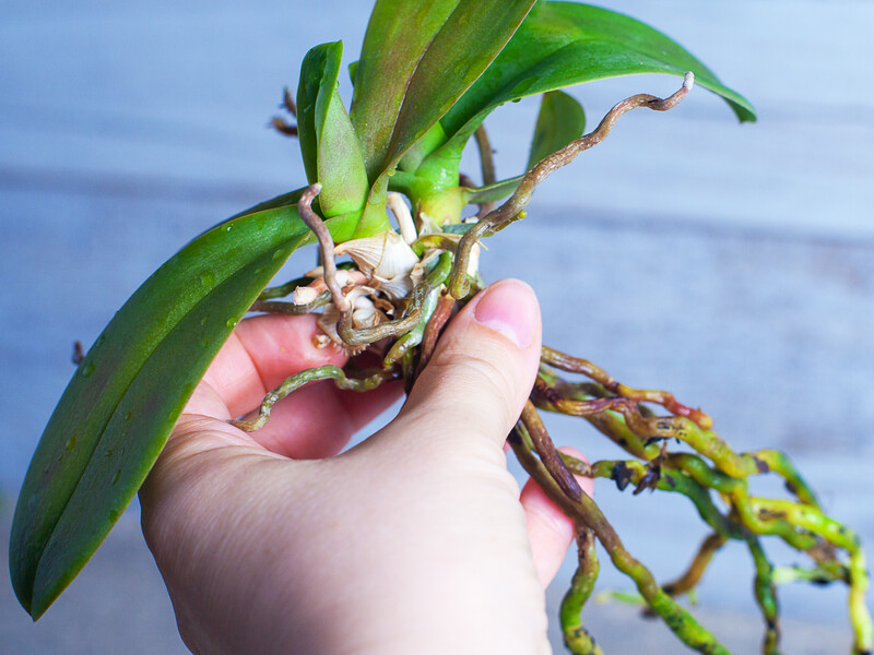 Помістіть орхідею в цей настій – і в неї виросте здорове коріння. Експерт розповів, як урятувати квітку, якщо вона почала засихати