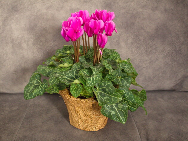 Додайте це у воду – і цикламен цвістиме всю зиму. Експерти розповіли, як приготувати органічне підживлення