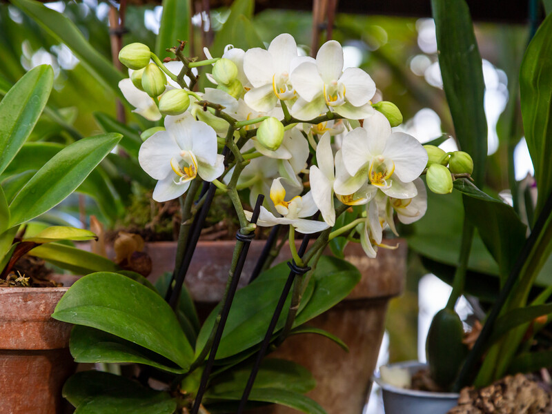 Как ухаживать за орхидеей в горшке и в букете