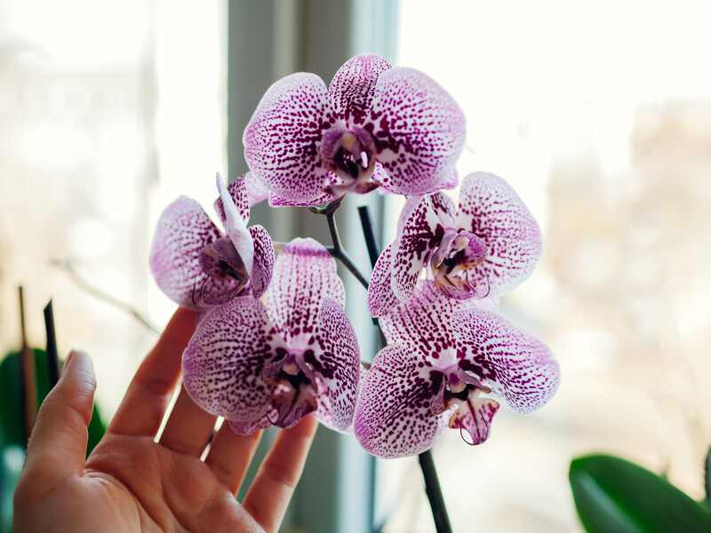 Как правильно ухаживать за Орхидеей Фалинопсис - обучающее видео от Цветочная База №1