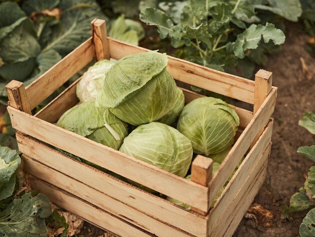Выложите кочаны на эту смесь головками вниз – и они не будут портиться до самого лета. Огородница рассказала, как сохранить урожай капусты