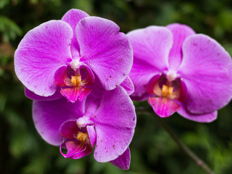 Добавьте это в воду – и орхидеи будут обильно цвести. Эксперты рассказали, как приготовить настой для полива цветов