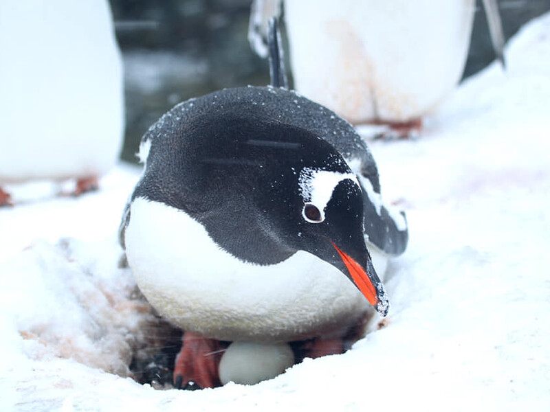 Возле украинской антарктической станции "Академик Вернадский" пингвины снесли первые яйца