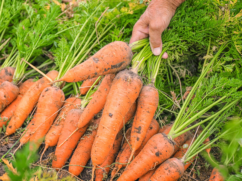 Як правильно посіяти моркву під зиму. Інструкція