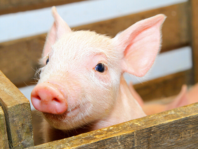 В Полтавской области выявили африканскую чуму свиней, в трех общинах ввели карантин – ОВА