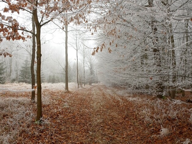 В Україні температура опуститься до -14 °С, висока ймовірність снігу – синоптикиня