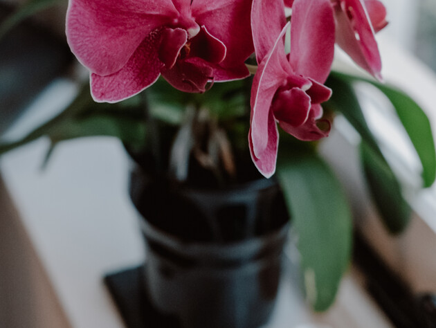 Не ставьте орхидеи в этом месте, иначе они не будут цвести. Эксперты назвали идеальное место в квартире для этого растения