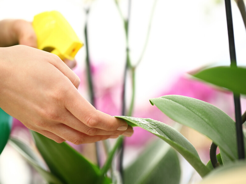 Як правильно поливати й підживлювати орхідею. Важливі поради