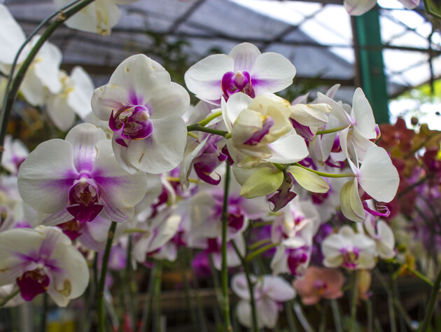 Если корни стали такого цвета, цветок не берите. Эксперты рассказали, как выбрать в магазине здоровую орхидею, чтобы дома она не погибла