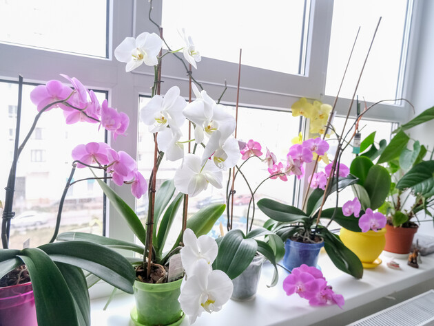 Добавьте это в воду – и орхидеи снова начнут цвести. Эксперт рассказал, как приготовить органическую подкормку для цветов