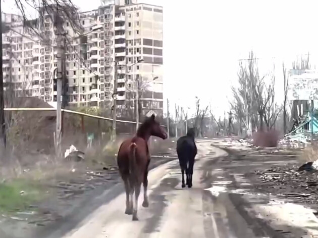 З Авдіївки вдалося евакуювати двох коней, які втекли пів року тому з розбитої окупантами ферми