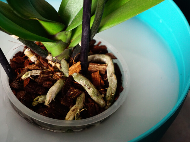 Делайте это раз в две недели – и орхидея будет цвести круглый год. Эксперты рассказали, как приготовить эффективную органическую подкормку