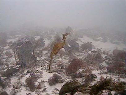 Ученые впервые наблюдали за новооткрытыми морскими рубиновыми драконами. Видео