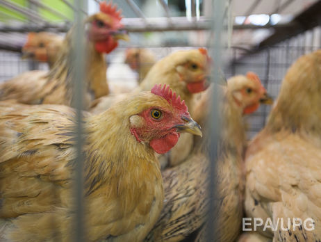 В Китае продавец уток-гриль умер от птичьего гриппа