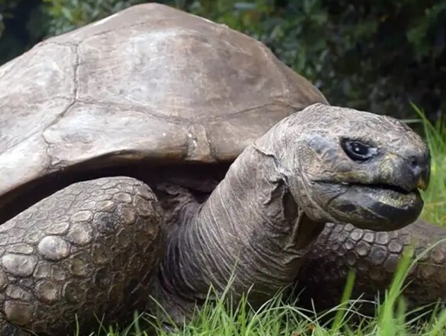 Черепасі Джонатану виповнився 191 рік. Він – найстаріша наземна тварина у світі