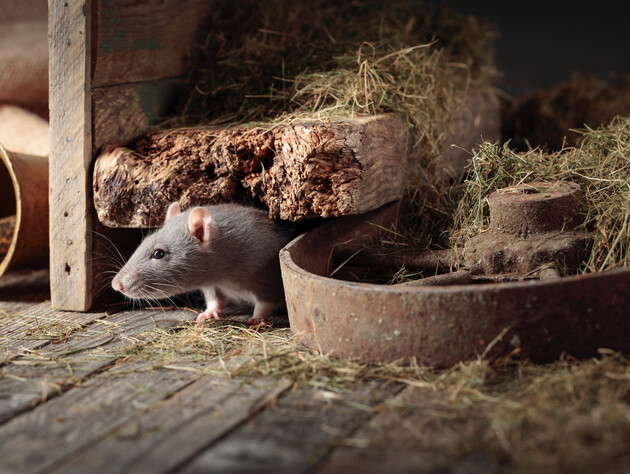 Смешайте эти три продукта, которые есть на каждой кухне, – и грызуны исчезнут за минуту. Эксперты рассказали, как без ядов избавиться от мышей