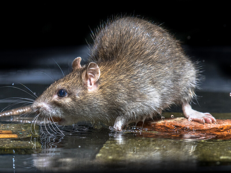 Щури та миші бояться цих запахів. Як відлякати шкідників за допомогою трав