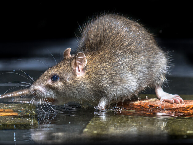 Крысы и мыши боятся этих запахов. Как отпугнуть вредителей с помощью трав 