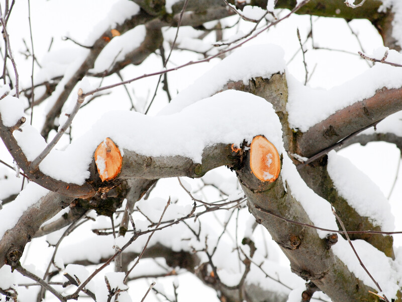 Эксперты объяснили, можно ли обрезать плодовые деревья зимой