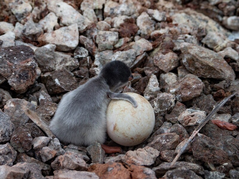Біля станції "Академік Вернадський" з'явилися перші пташенята пінгвінів. Біологи чекають на бебі-бум