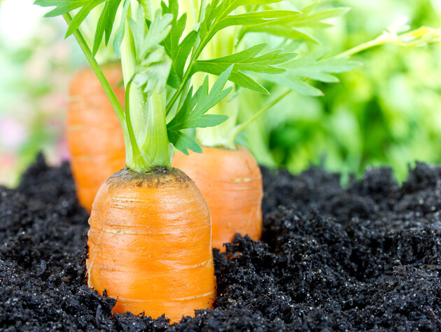 Добавьте это во время посева к семенам – и соберете щедрый урожай. Эксперты рассказали, как вырастить сладкую и крупную морковь